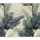 murando Fotomurales tropical Hojas 400x280 cm XXL Papel pintado tejido no tejido Decoración de Pared decorativos Murales moderna Diseno Fotográfico Planta Jungle Naturaleza como pintado b-C-0952-a-b