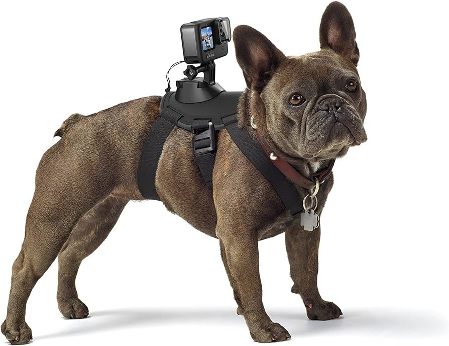 GoPro Arnés para perro Fetch - Soporte oficial GoPro